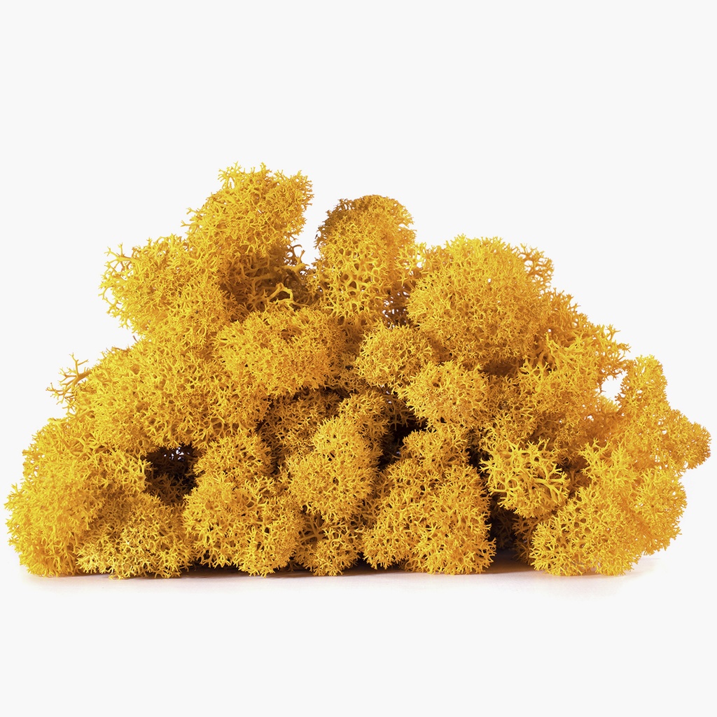 LIC/4051 Lichen stabilisée Automne Box 4 kg