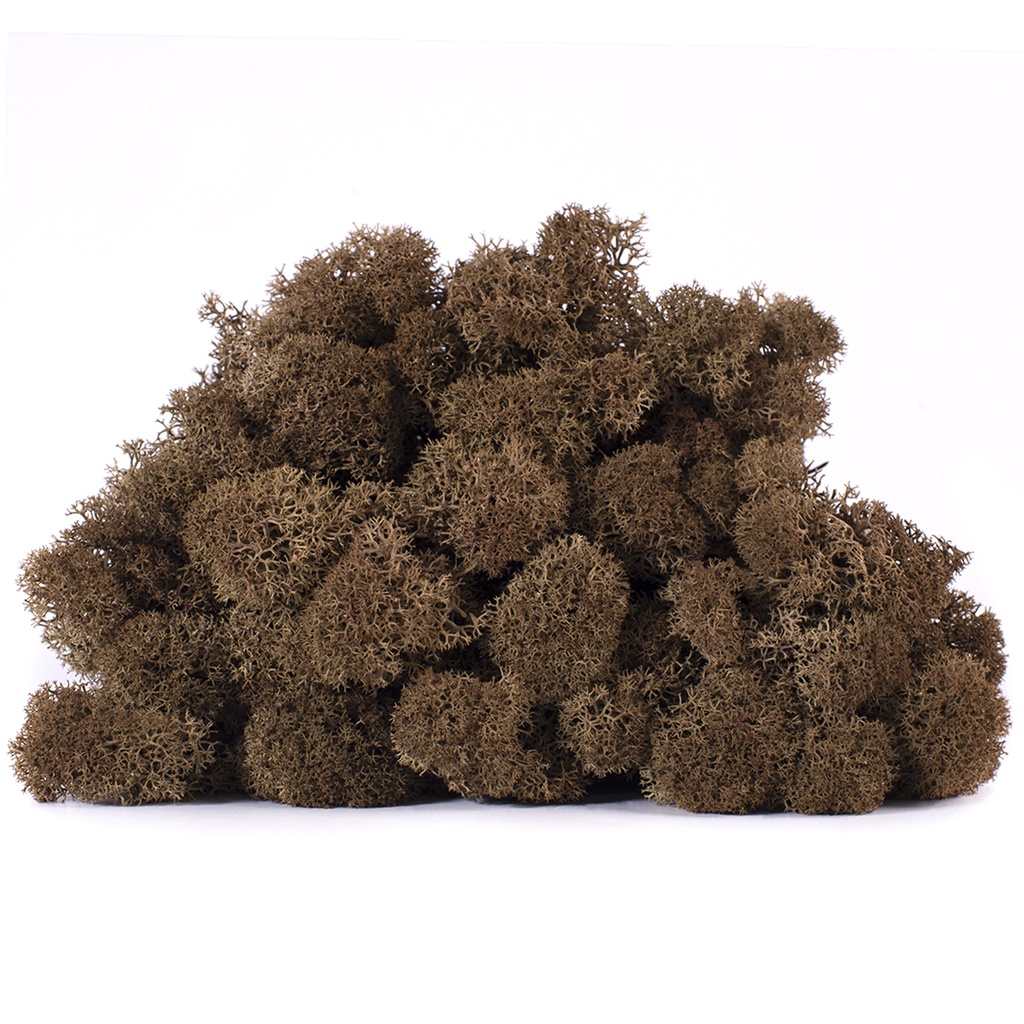 LIC/4065 Lichen stabilisée Brun Box 4 kg