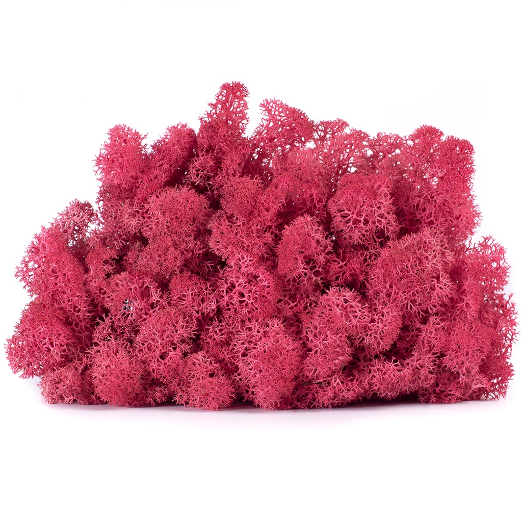 LIC/4069 Stabilisierten Islandmoos Alpenveilchen- Box 4 kg