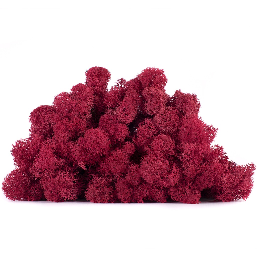 LIC/4072 Stabilisierten Islandmoos Purpurrot - Box 4 kg