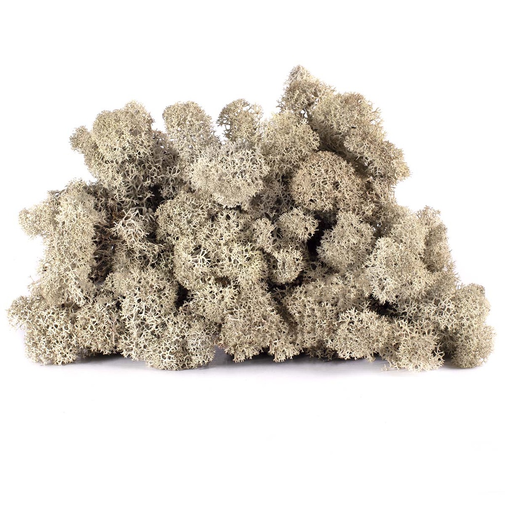 LIC/4075 Stabilisierten Islandmoos Silber Grau- Box 4 kg