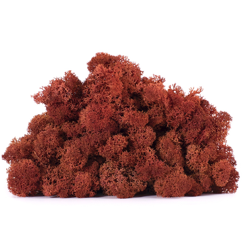 LIC/4081 Lichen stabilisée Sienna Box 4 kg