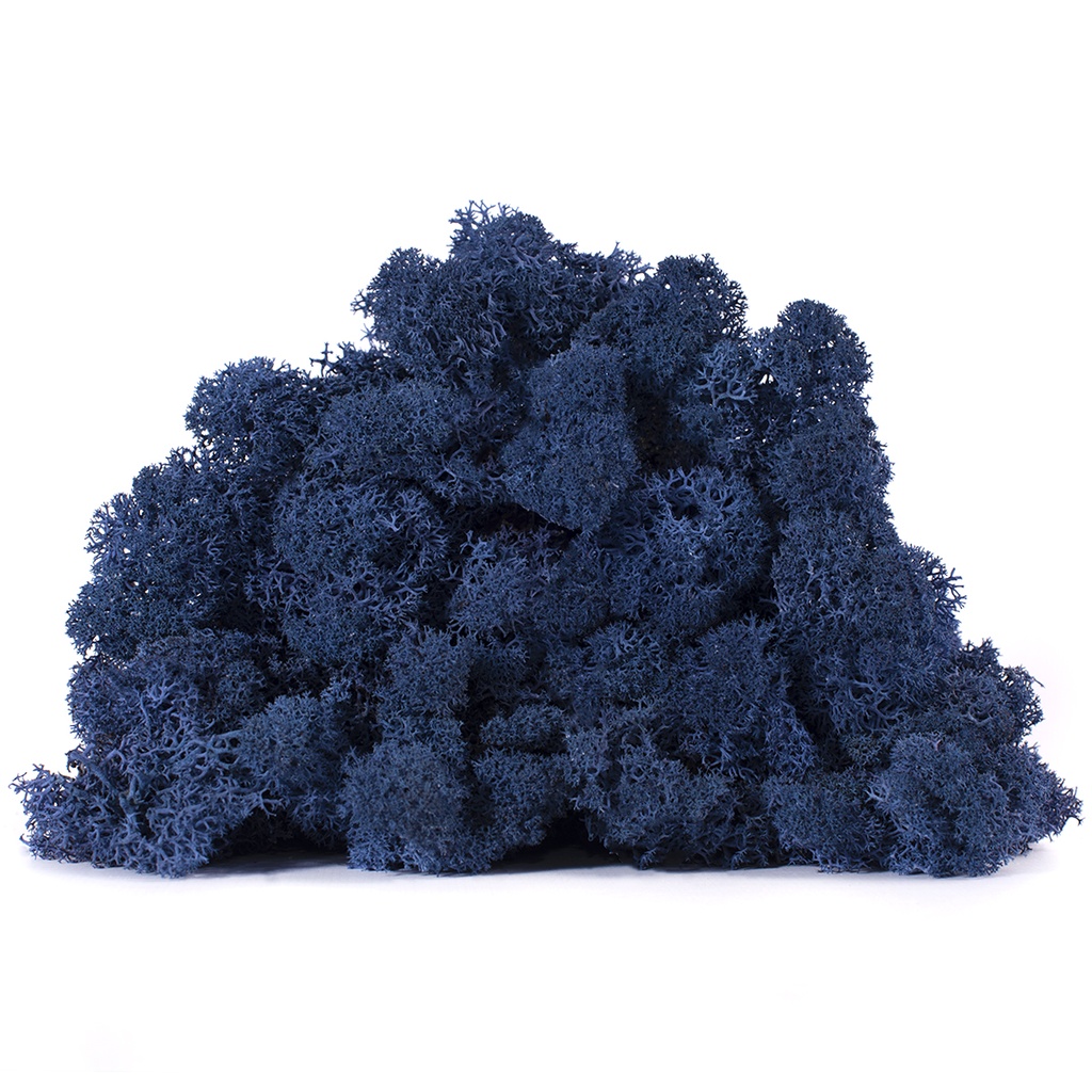 LIC/4084 Lichen stabilisé Bleu Box 4 kg