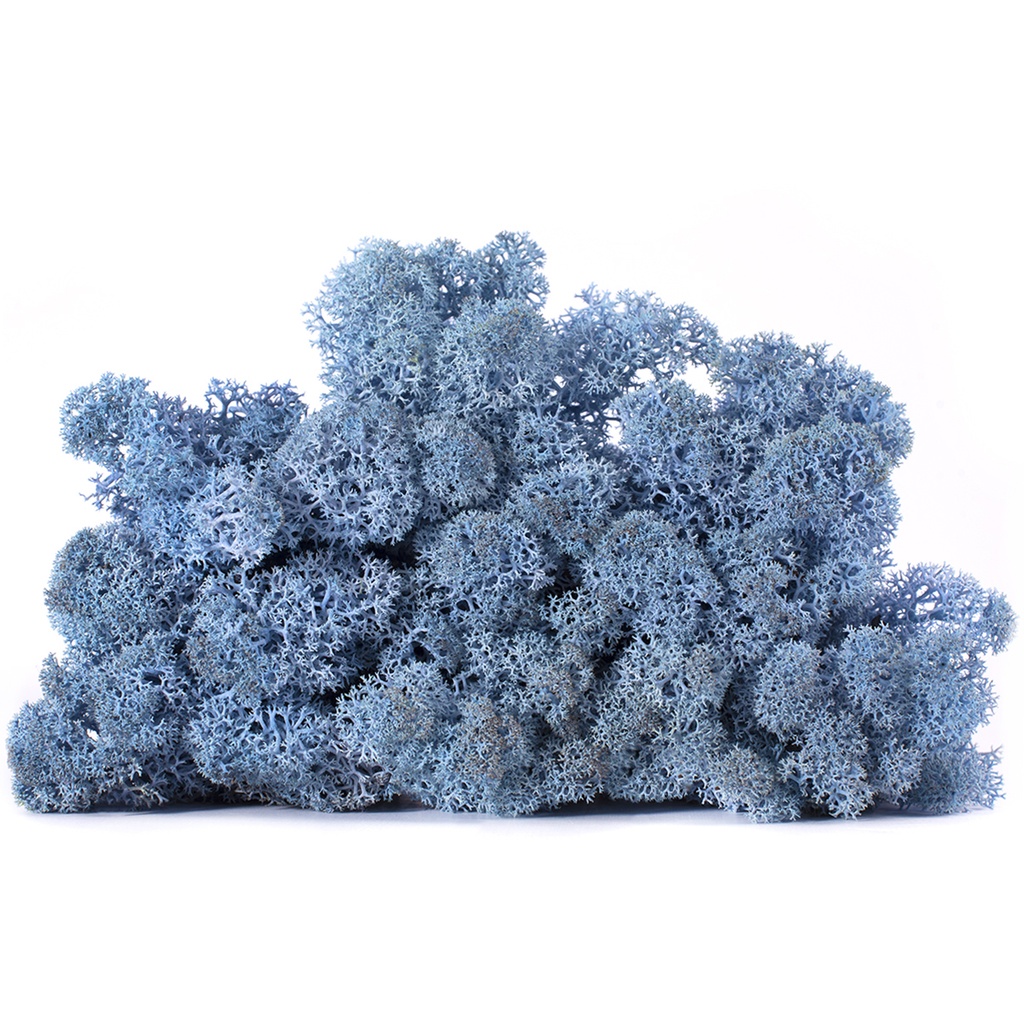 LIC/4085 Preserved Lichen Lavender blue- Box 4 kg