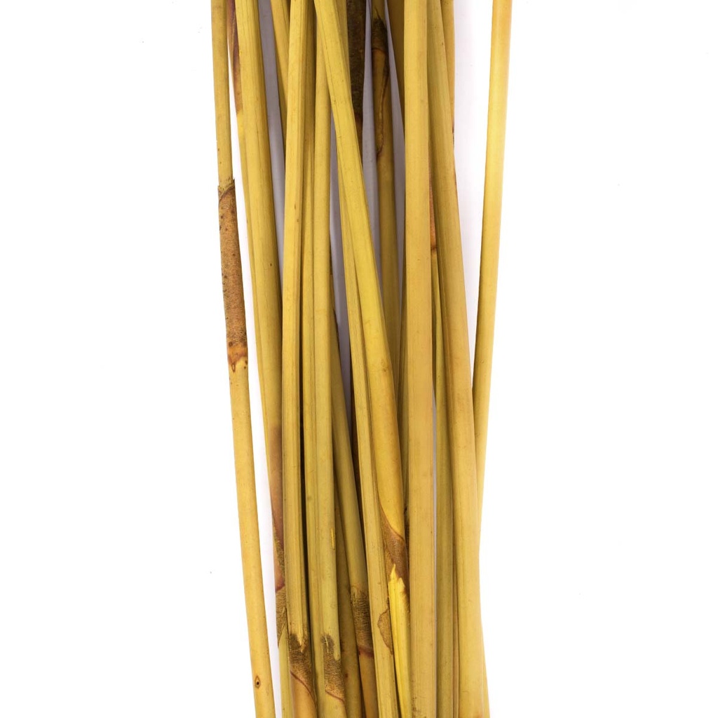 REP/9307 Elephant Reed stabilisierte Gelb 80-100 cm