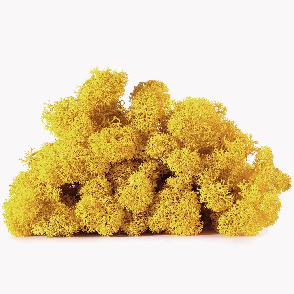 LIC/4061 Stabilisierten Islandmoos Zitrone - Box 4 kg
