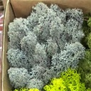 LIR/0577 Lichen stabilisé Gris W-Box 0,5 kg