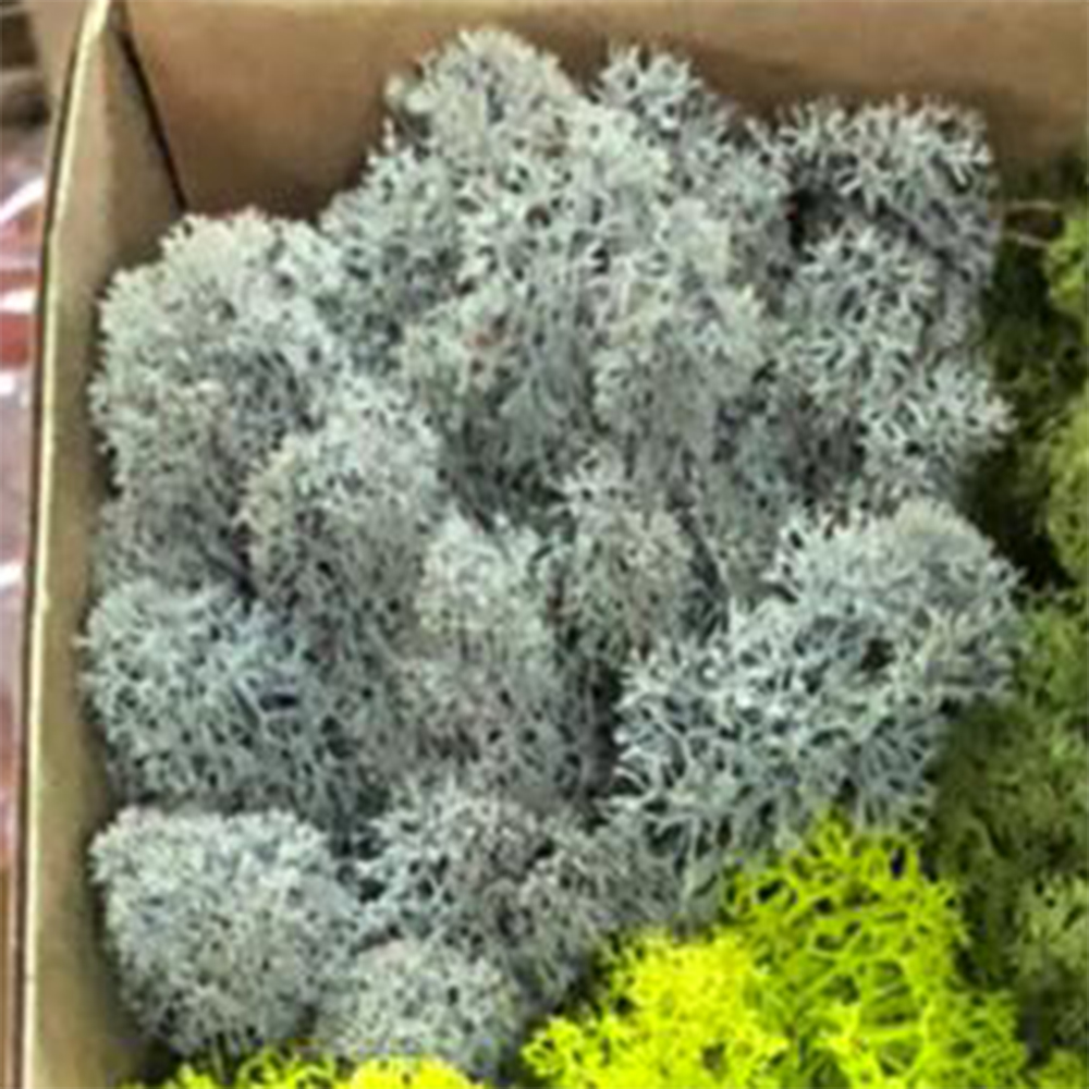 LIR/4077 Lichene stabilizzato  Grigio Box 4 kg