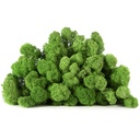 LIR/4079 Lichene stabilizzato  Limone Verde Box 4 kg