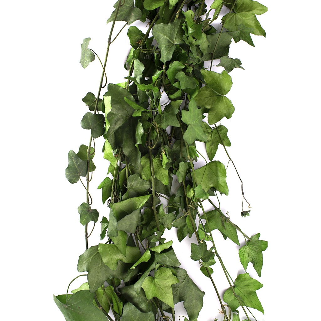 HEP/9103 Lierre Hedera Helix stabilisée Vert 50-70cm