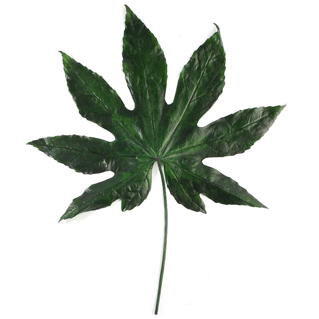 ARA/9100T Feuille d'Aralia stabilisée Vert 5 tiges