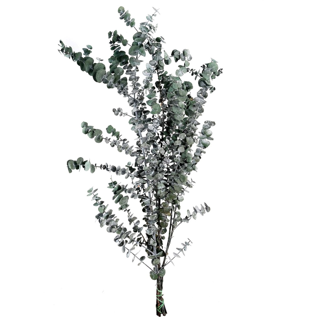 BBL/4103T Baby Blue Eukalyptus stabilisierteGrün 40-80 cm
