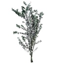 BBL/4103T Baby Blue Eukalyptus stabilisierteGrün 40-80 cm