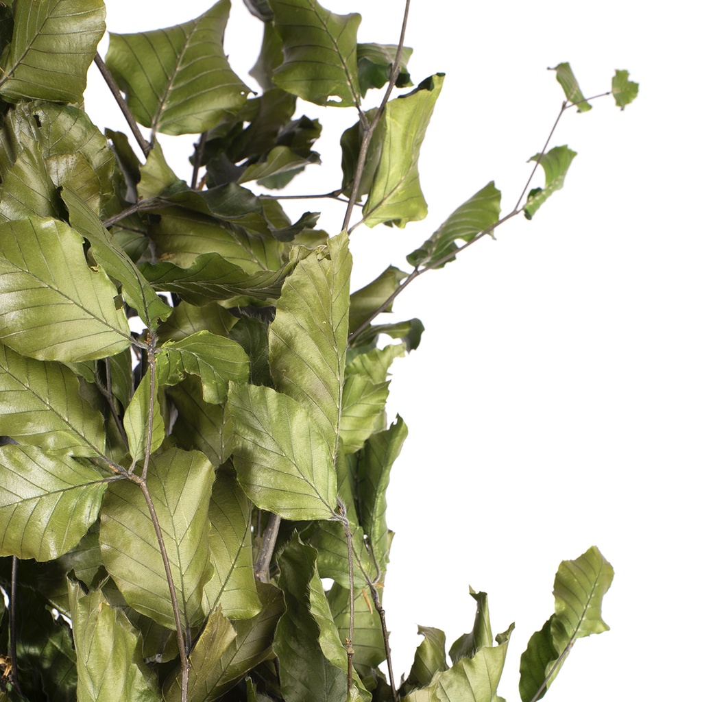FAG/0105T Fagus Hetres Beech preserved Green 50-80 cm