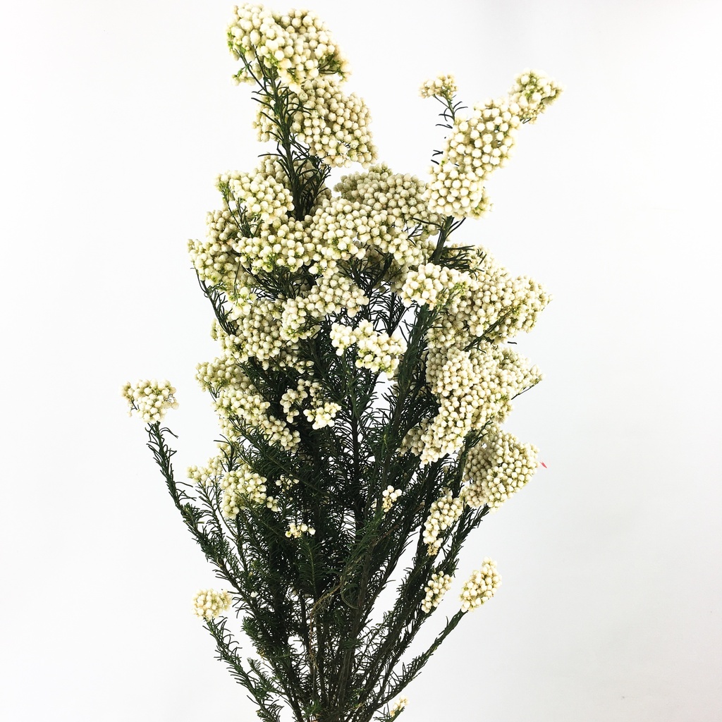 HDI/0000T Helychrisium Diosmi stabilisée Blanc Naturel 30-60cm