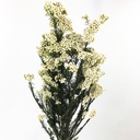 HDI/0000T Helychrisium Diosmi - Fiore di riso Naturale stabilizzato Bianco 30-60 cm