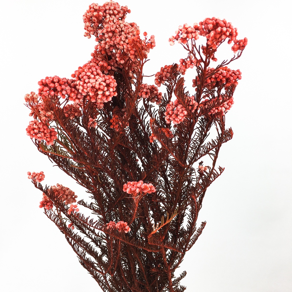 HDI/0230T Helychrisium Diosmi - Reis Blume stabilisierte Rot 30-60 cm