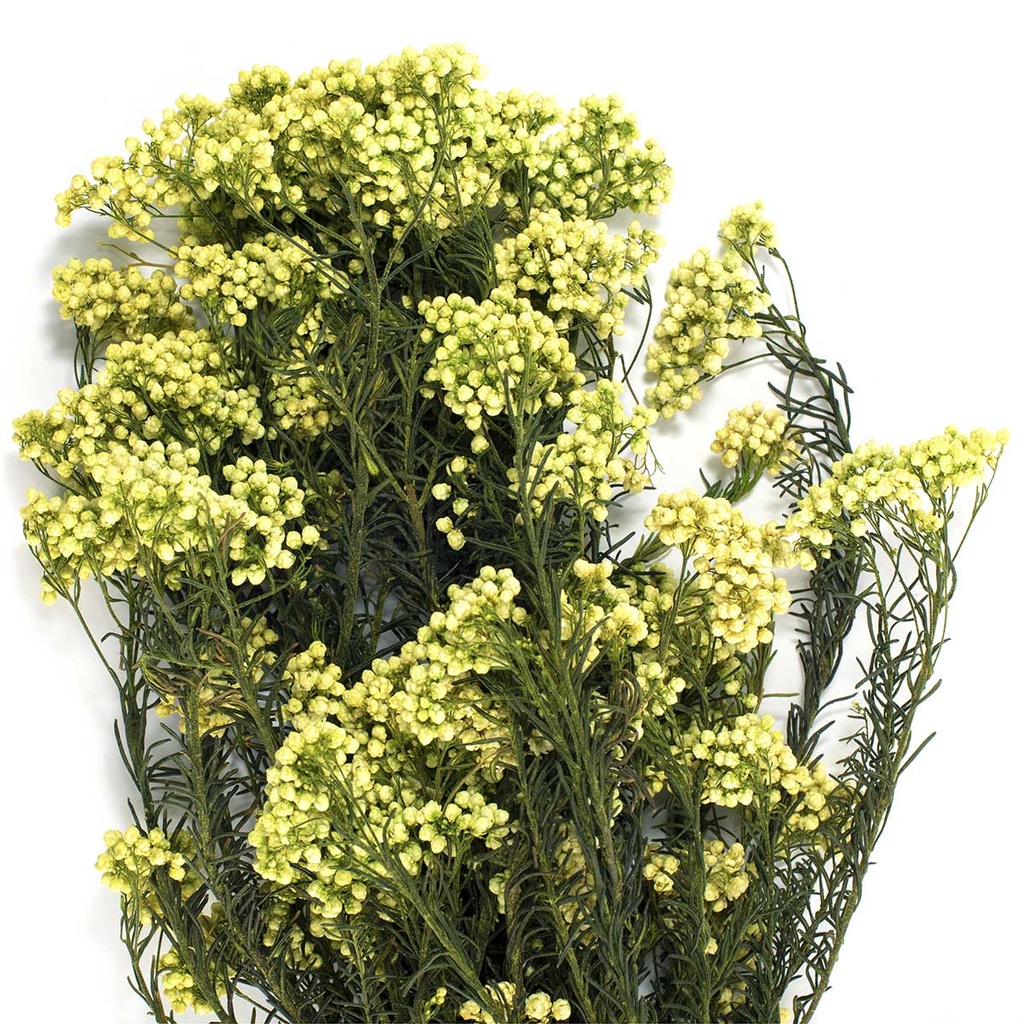 HDI/0300T Helychrisium Diosmi - Rice flower preserved Yellow 30-60 cm