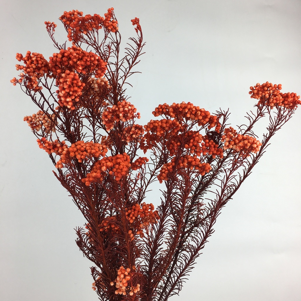 HDI/0530T Helychrisium Diosmi stabilisée Orange 30-60cm