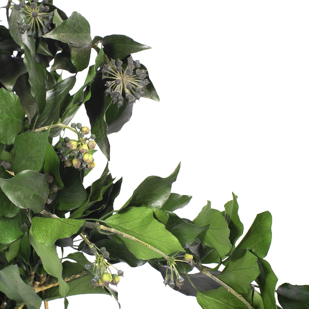 HEF/4103T Lierre Hedera Arborea stabilisée avec les fruits Vert 30-60cm