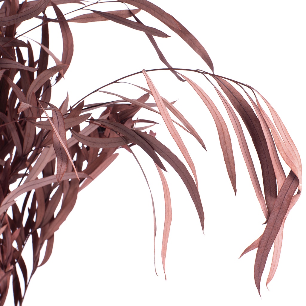 NIC/0204T Nicoly Eukalyptus stabilisierte Rot 40-80 cm