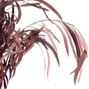 NIC/0204T Nicoly Eukalyptus stabilisierte Rot 40-80 cm