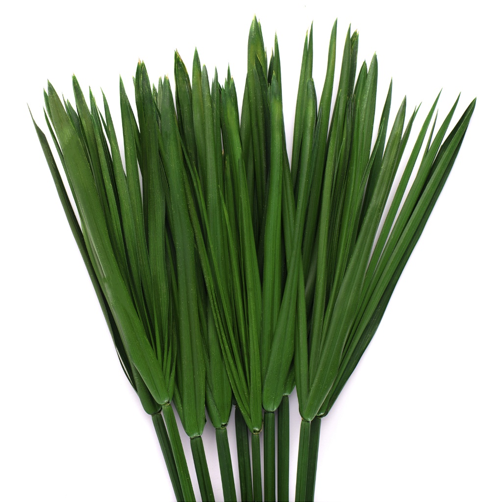 PAP/0105T Papyrus 7 stems preserved Green 30-60 cm
