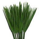 PAP/0105T Papyrus 7 stems preserved Green 30-60 cm