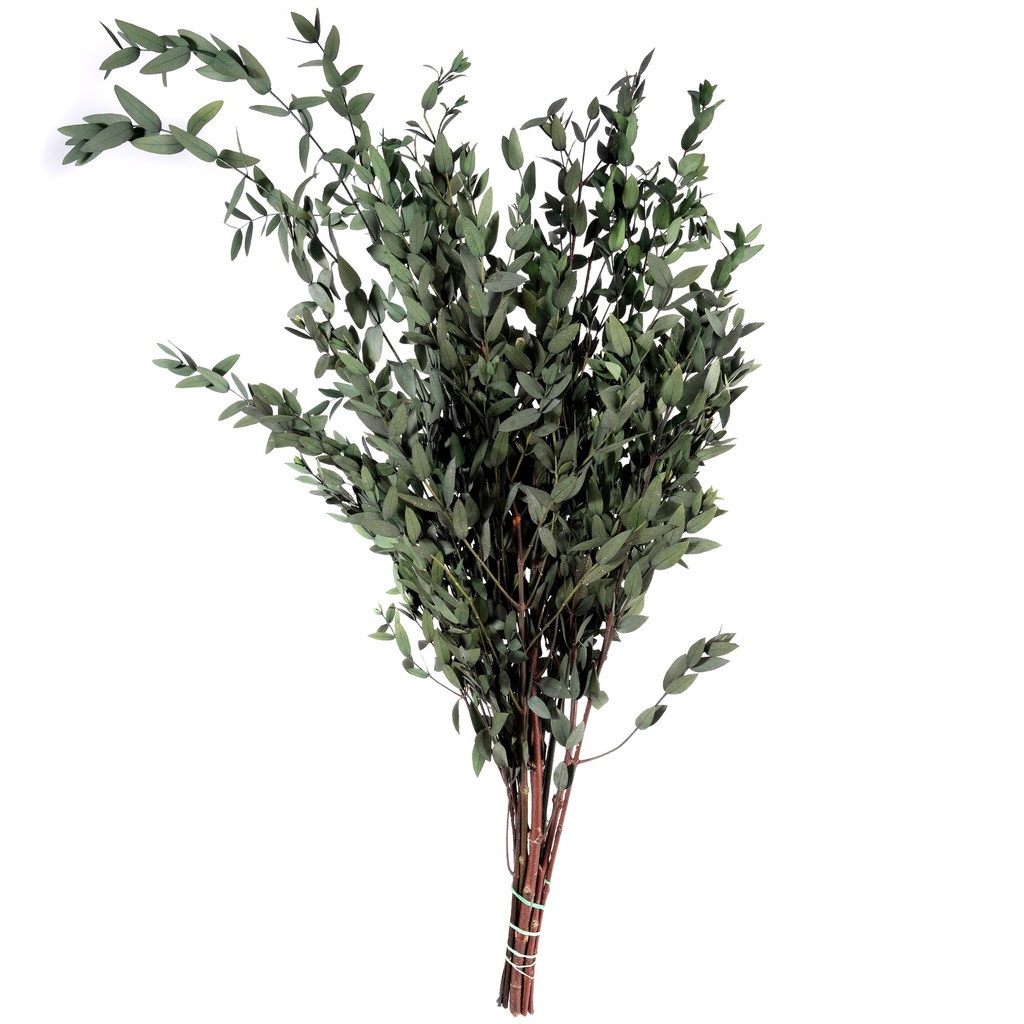PAR/0104T Preserved Eukalyptus Parvafolia Stabilisierte Grün 40-80cm