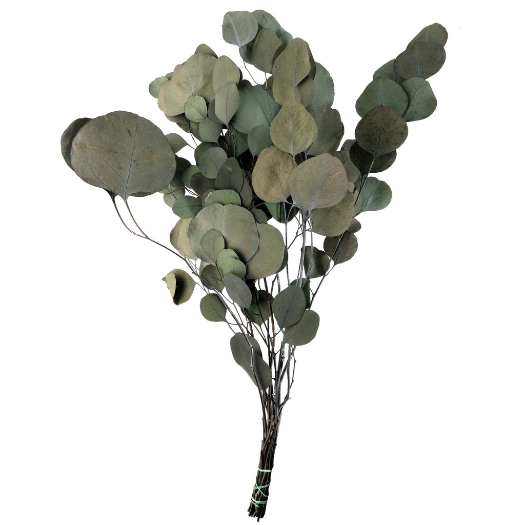POP/0104T Populus Eukalyptus stabilisierte Grün 40-80cm