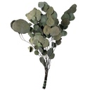 POP/0104T Populus Eukalyptus stabilisierte Grün 40-80cm