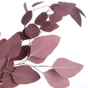 POP/0204T Populus Eucalyptus stabilisierte Rot 40-80 cm