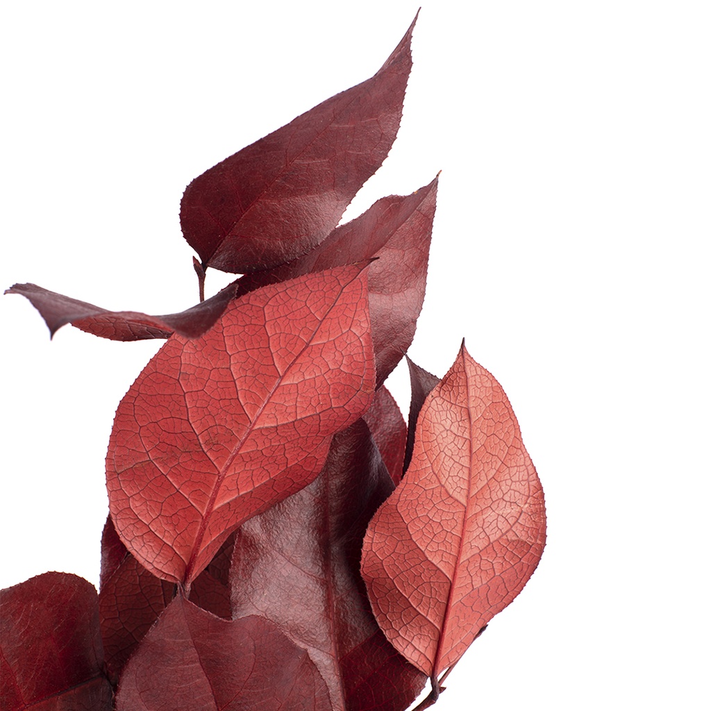 SAL/0202T Salal stabilisée Rouge 20-40 cm