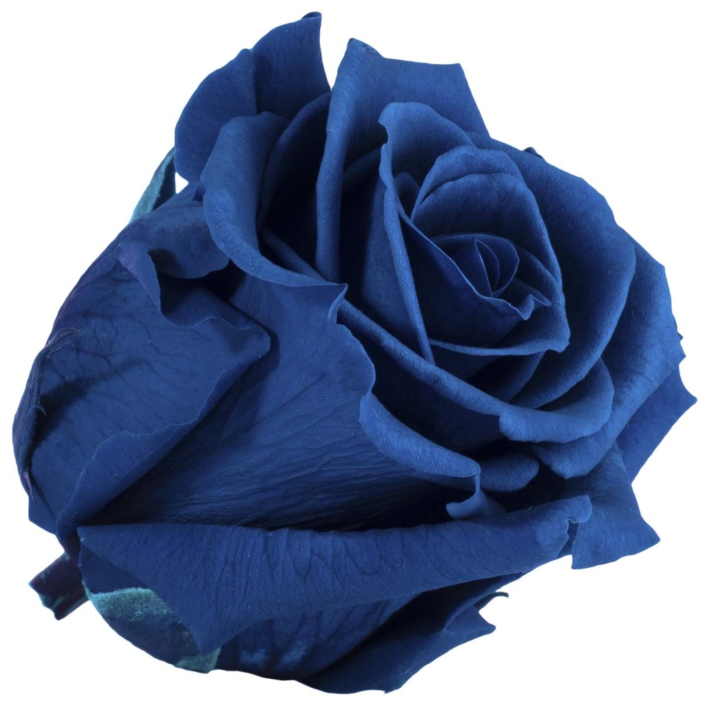 RST/2630 Rose Standard preserved Blue W-Box 6 heads 