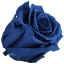 RST/2630 Rose Standard preserved Blue W-Box 6 heads 