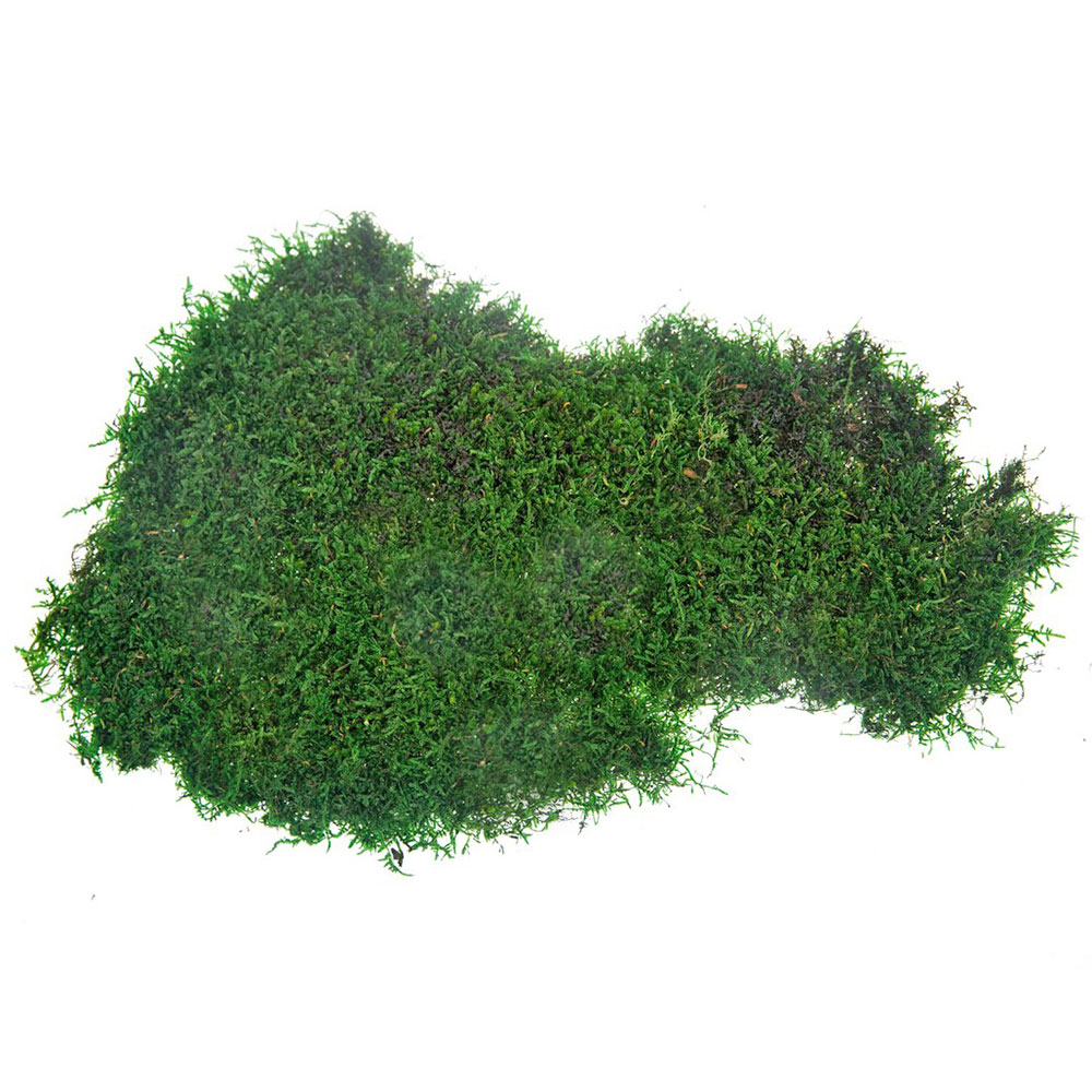 MOF/2510 Stabilisiertes Flachmoos - Bulk Box 2,5 kg - Wald Grün