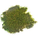 MOF/2520 Stabilisiertes Flachmoos - Bulk Box 2,5 kg - Olivgrün