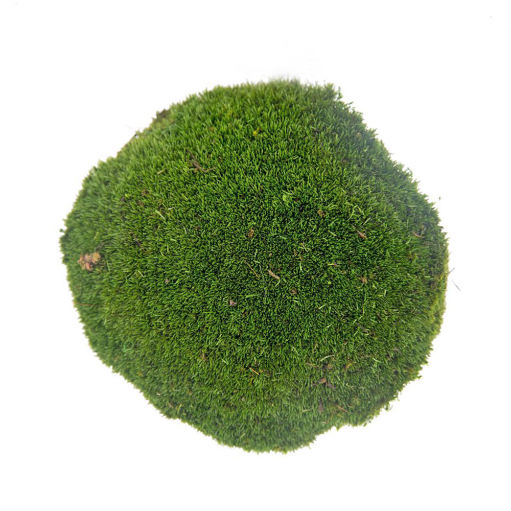 MBL/2000 Preserved Ball Moss - Bulk Box 2 kg - Dark Green