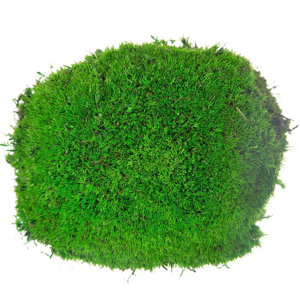 MBL/2010 Palla di muschio stabilizzata verde foresta, confezione sfusa da 2 kg