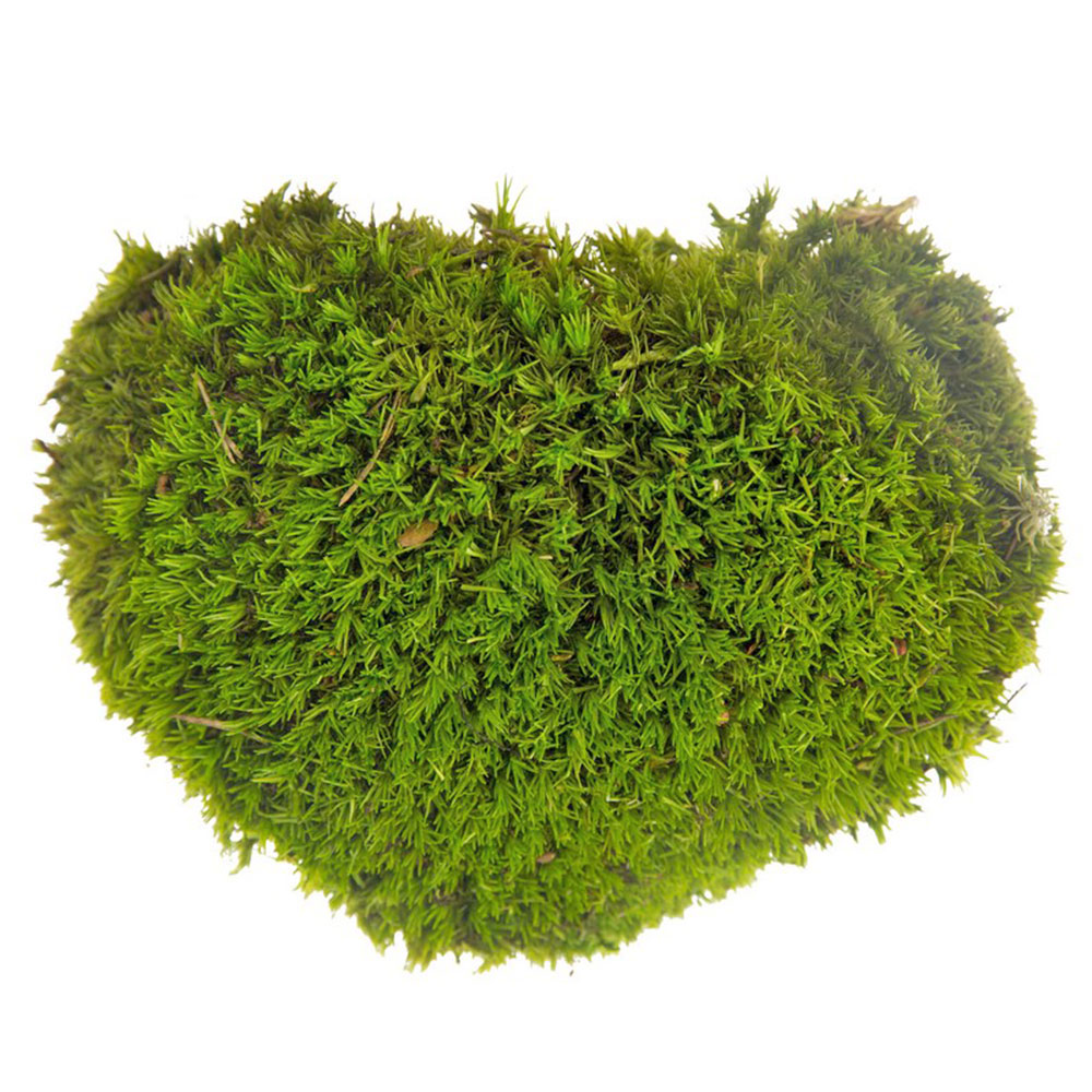 MBL/2020 Preserved Ball Moss - Bulk Box 2 kg - Olive Green