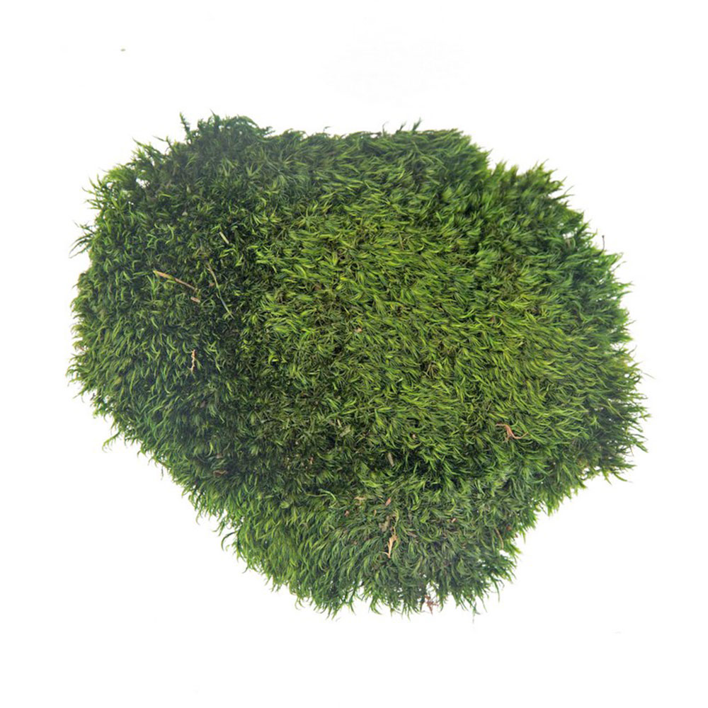 MBP/2000 Muschio di palla stabilizzato verde scuro, scatola sfusa da 2 kg