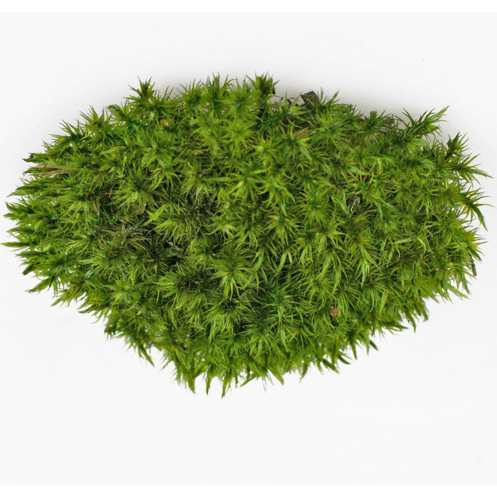 MBP/2020 Muschio stabilizzato a palla verde oliva, scatola sfusa da 2 kg