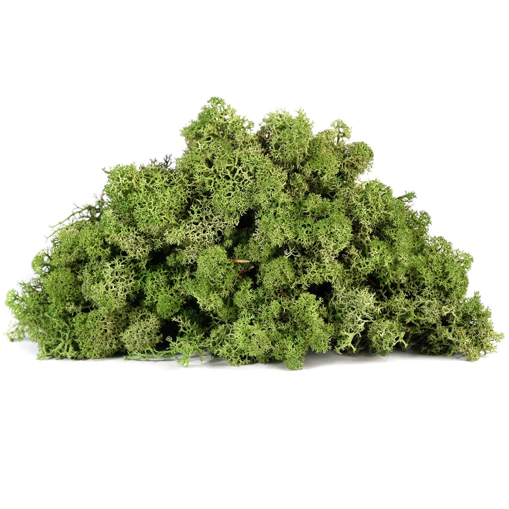LIR/4070 Preserved Lichen Green Olive - Clean - Box 4 kg