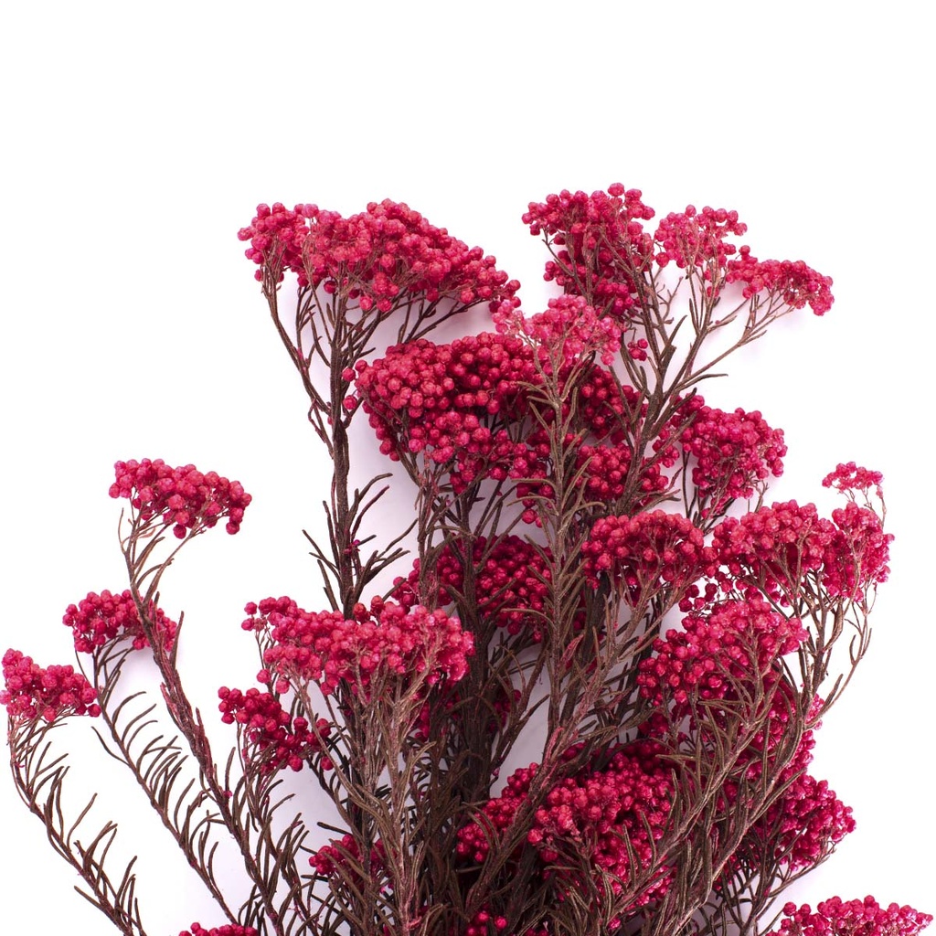HDI/0440 Helychrisium Diosmi stabilisée Rose 30-60cm