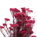 HDI/0440 Helychrisium Diosmi stabilisée Rose 30-60cm
