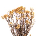 HDI/0550 Helichrysum Diosmi - Reisblüten stabilisierte Peche 30-60 cm