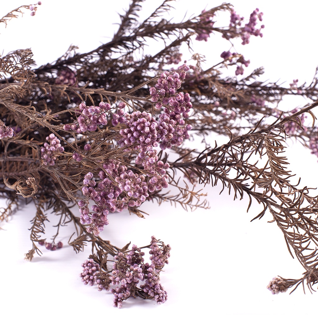 HDI/0820 Helychrisium Diosmi - Rice flower preserved Lilas 30-60 cm