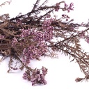 HDI/0820 Helychrisium Diosmi stabilisée Lilas 30-60cm