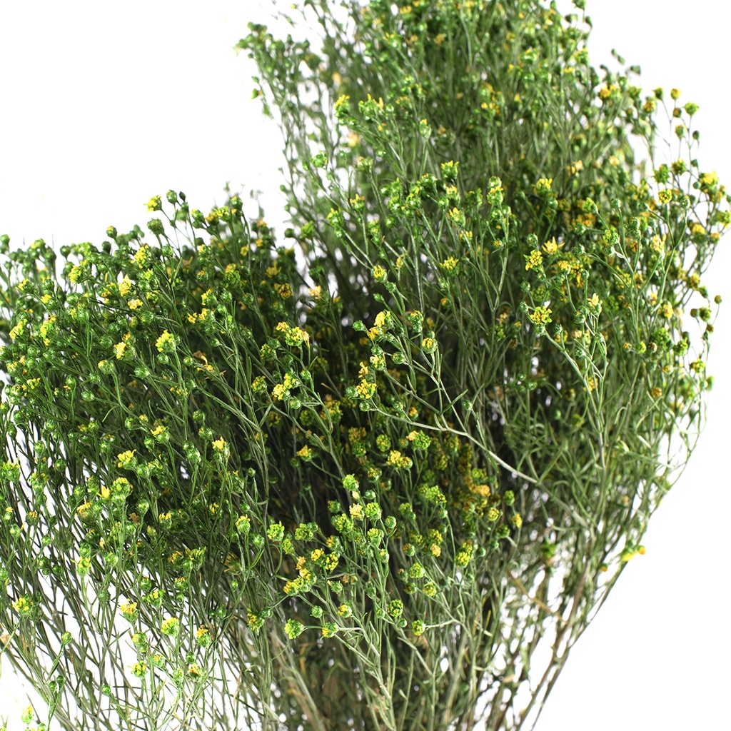 BRM/3123 Broom stabilisée Vert 2,5 kg