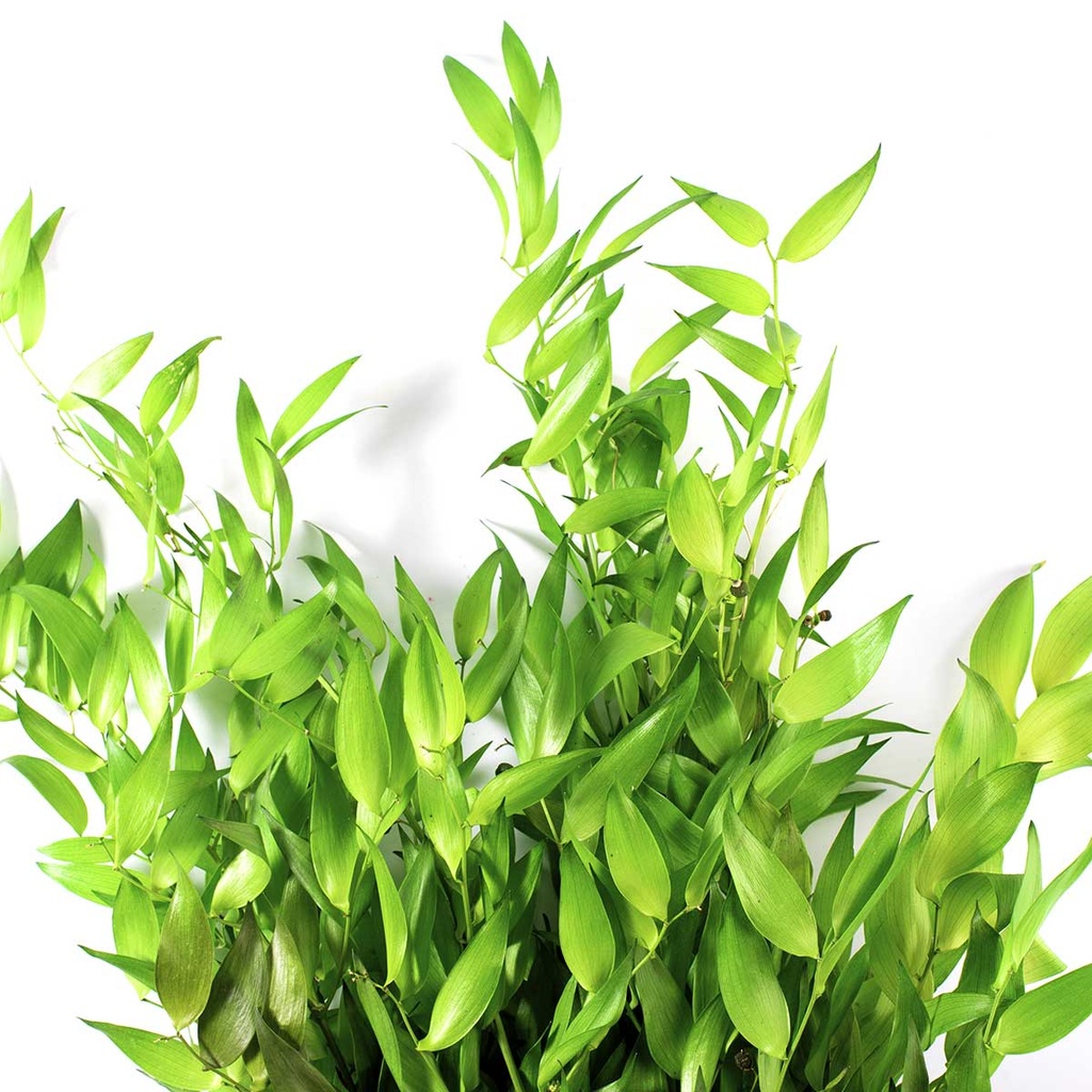 RUS/0113T Ruscus stabilisée Vert Citron 40-80 cm